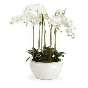 Barclay Butera White Phalaenopsis In Ceramic Bowl