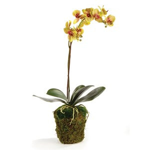 PHALAENOPSIS ORCHID CHARTREUSE 26"