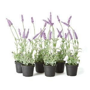 FRENCH LAVENDER 13" DROP-IN