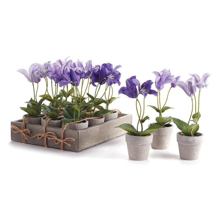 potted clematis plants Potted Mini Clematis | Hostess Gift