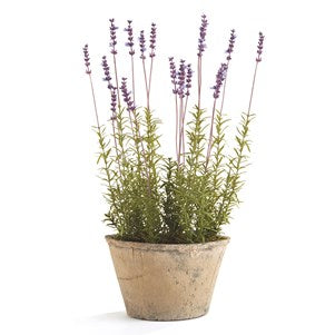 FRENCH LAVENDER POTTED