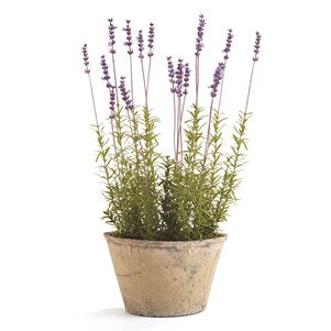 French Lavender in pot