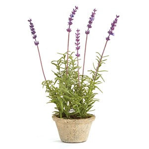 French Lavender in pot