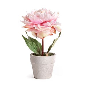 Mini Peony Potted