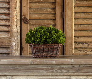 Medium Preserved Boxwood Hedge in Basket