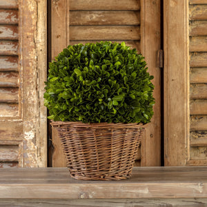 Preserved Boxwood Ball in Basket