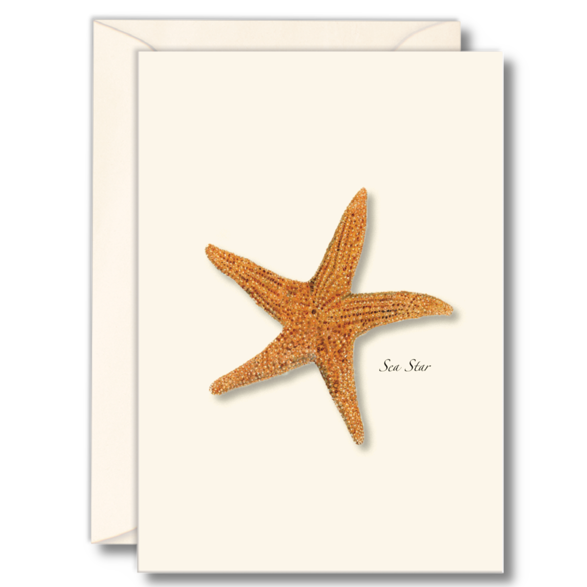 Seashell Boxed Note Cards - Select Style