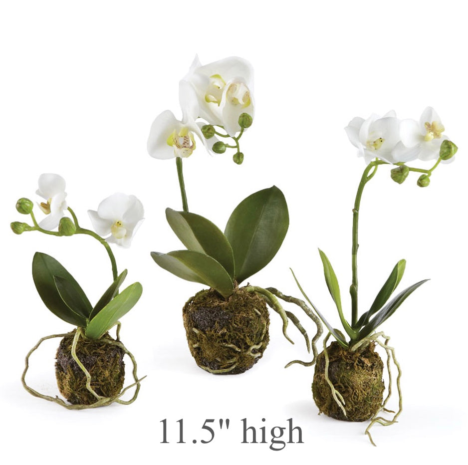 Single-Stem White Phalaenopsis Orchid Drop-in