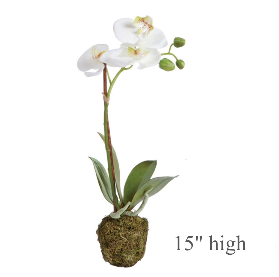 Single-Stem White Phalaenopsis Orchid Drop-in