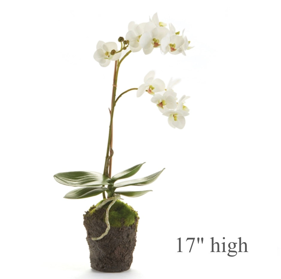 Single-Stem White Phalaenopsis Orchid Drop-in