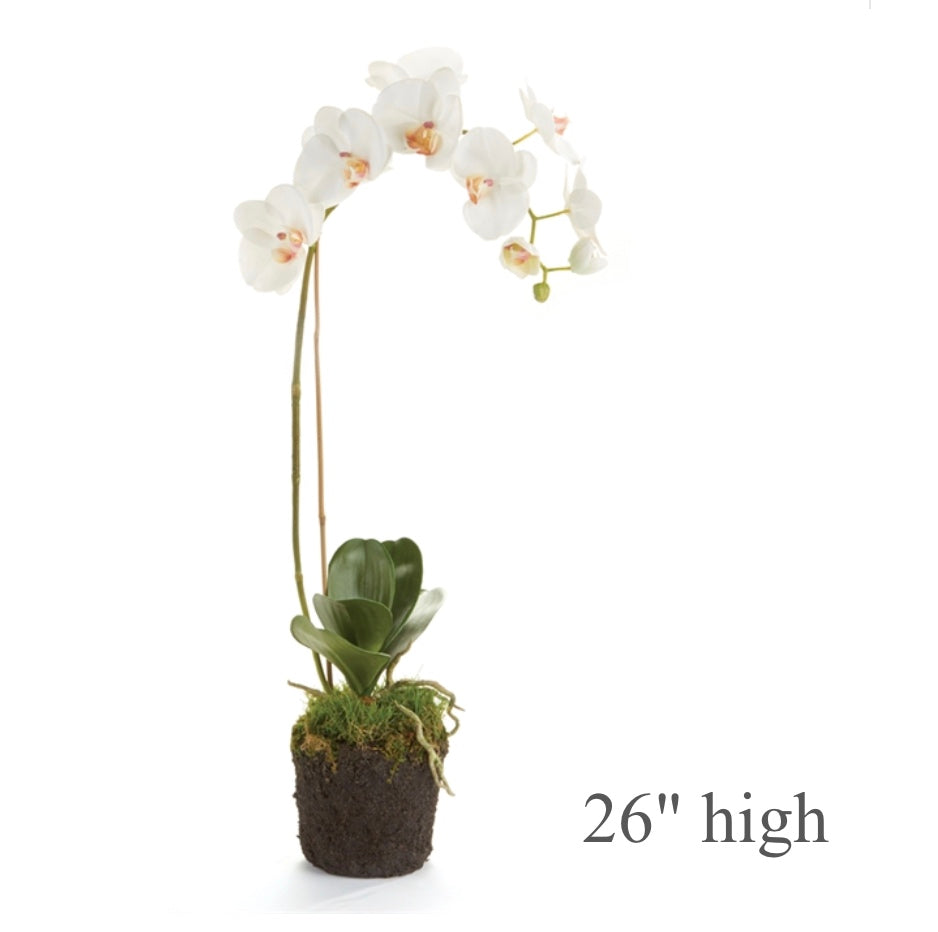 Single-Stem White Phalaenopsis Orchid Drop-in