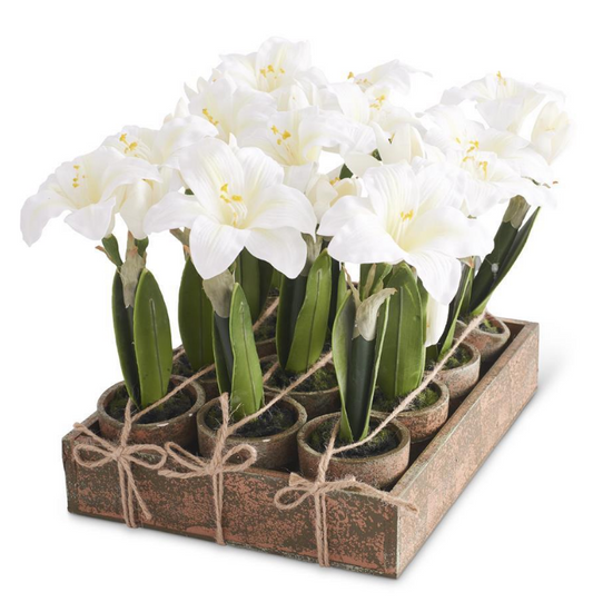 Potted Mini Amaryllis
