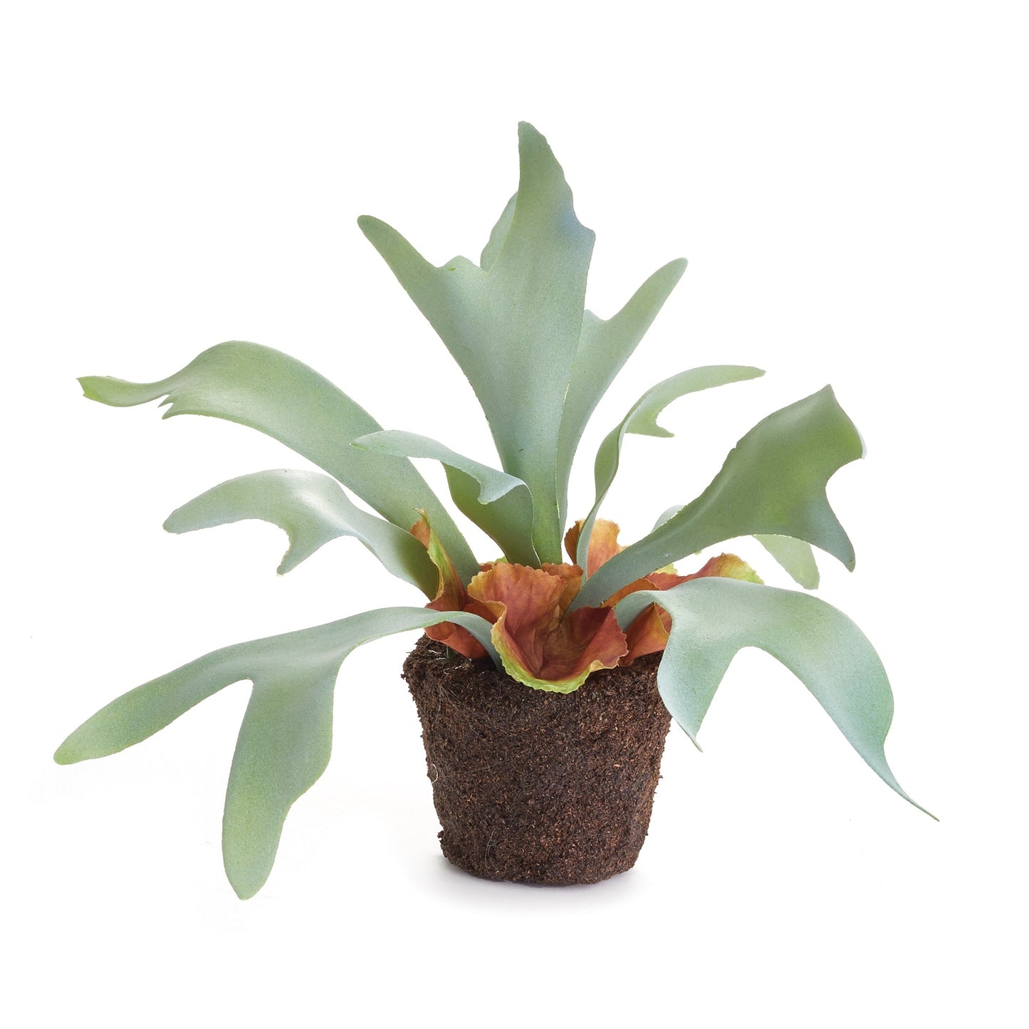 Staghorn Fern Drop-In - 9"