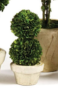 Boxwood Medium Sized Topiary in Pot, Assorted Style