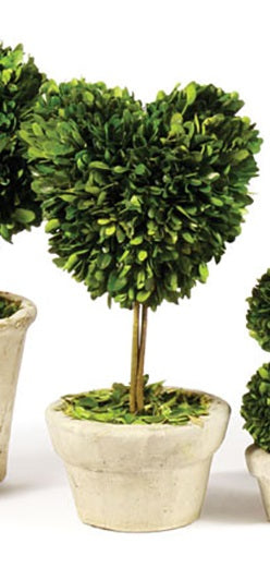 Boxwood Medium Sized Topiary in Pot, Assorted Style