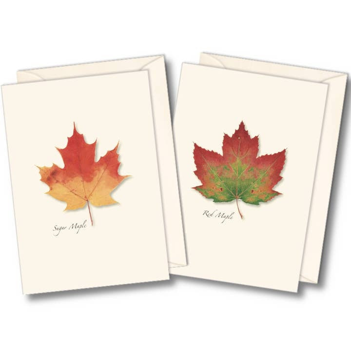 Fall Themed Boxed Note Cards