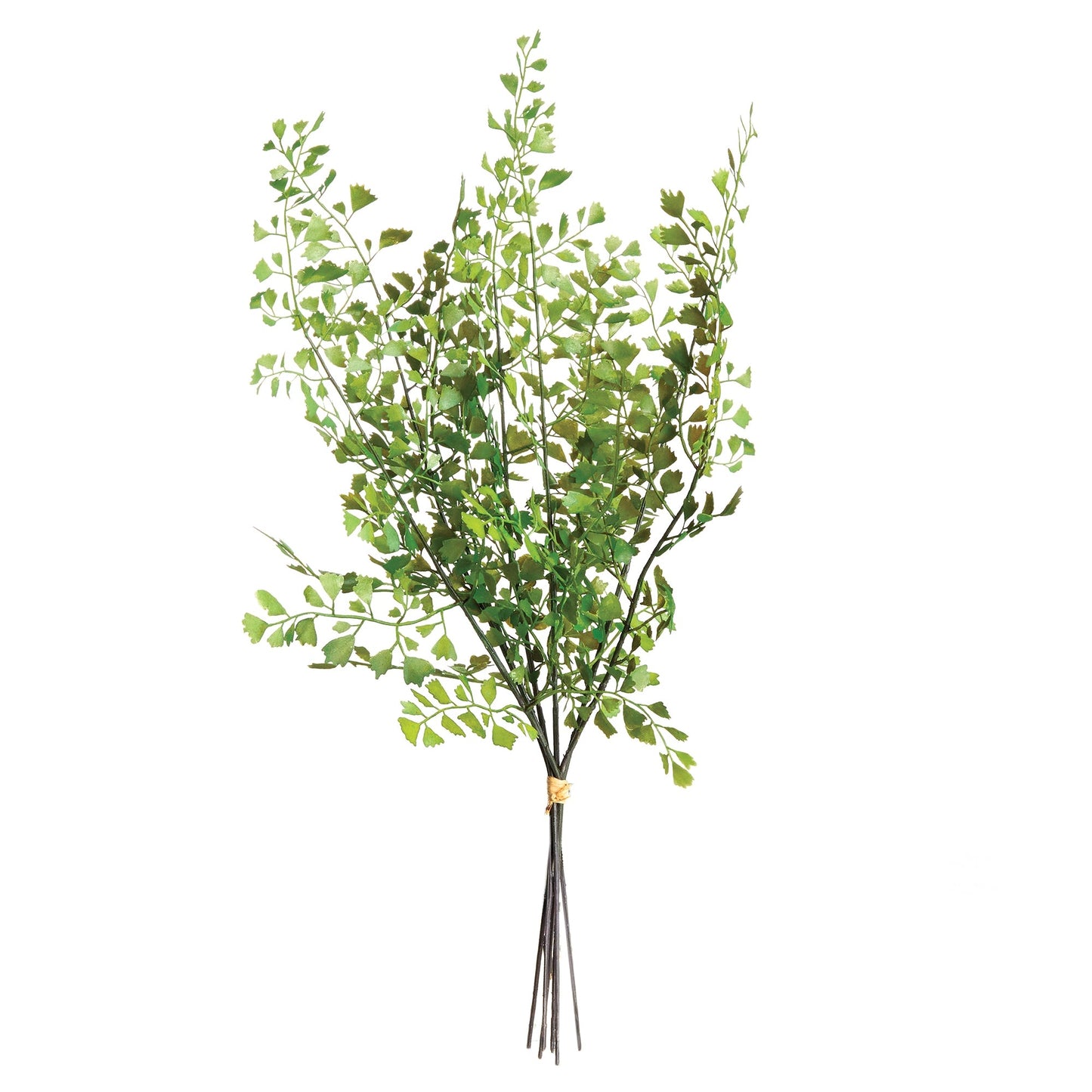 Maidenhair Fern Stems - 15"