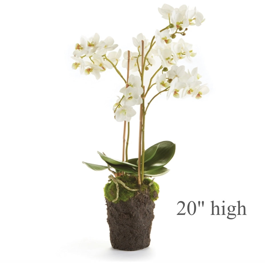 Multi-Stem White Phalaenopsis Orchid Drop-In