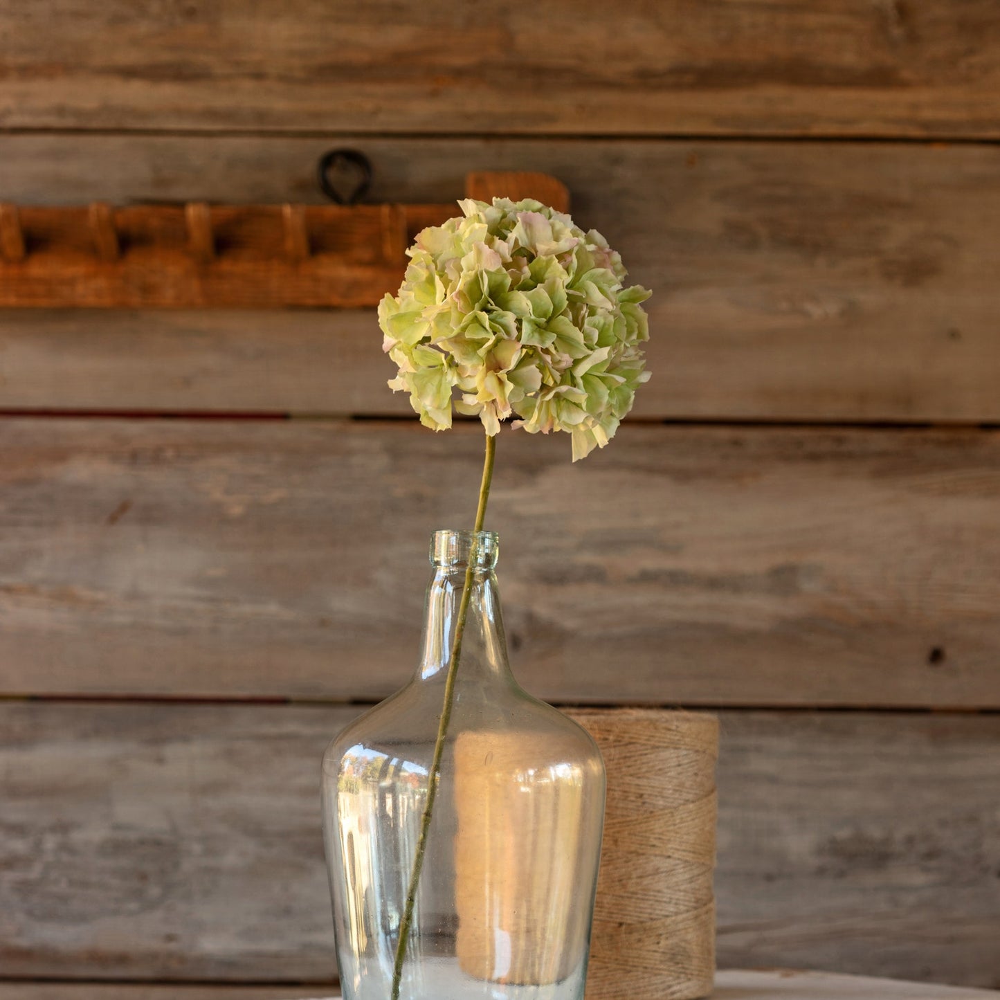 Hydrangea Stem