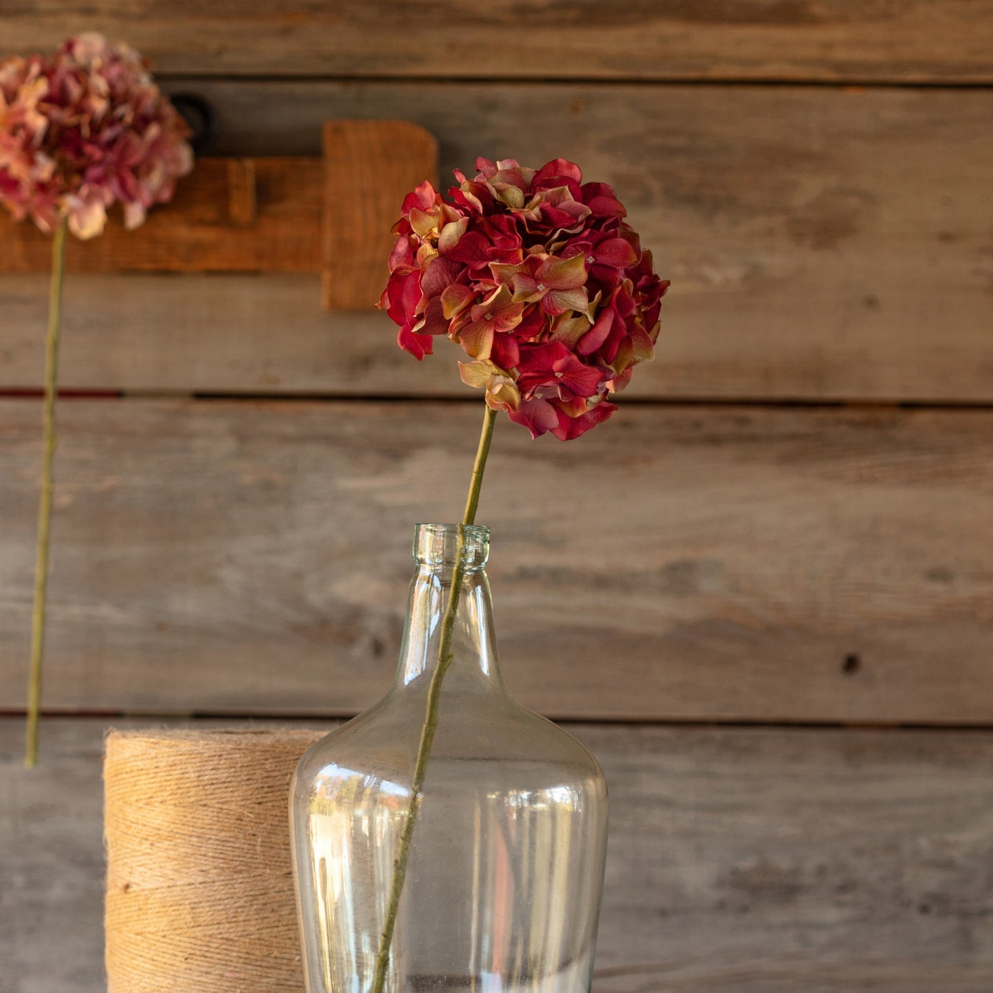 Hydrangea Stem