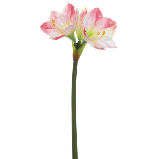 Amaryllis Stem - White/Pink 26"