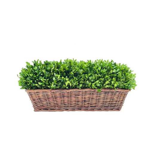 Preserved Boxwood Hedge in Basket