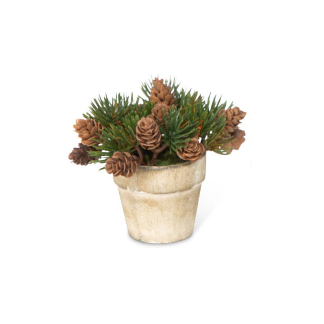 Winter Evergreen Plant