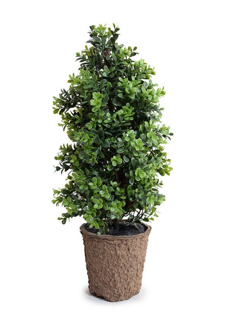 Boxwood Shrub