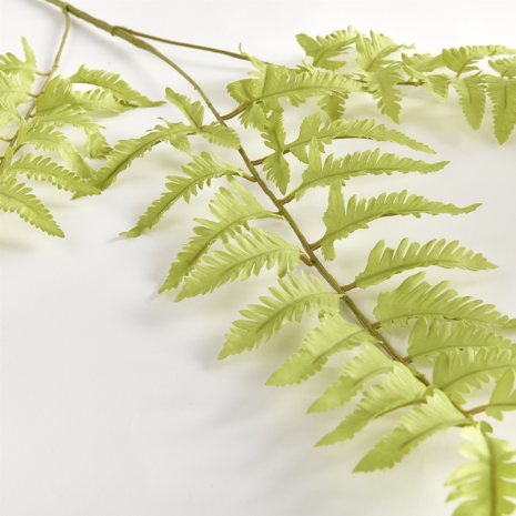 Bracken Fern Stem