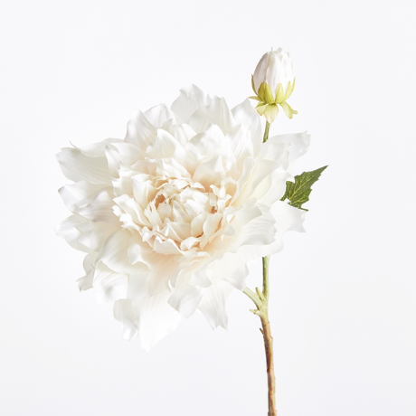 Dahlia Stem