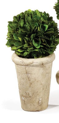 Boxwood Small Topiary in Pot, Assorted Style
