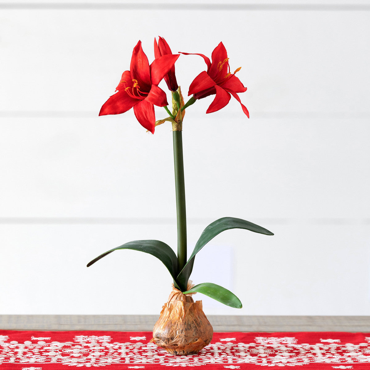 Star Amaryllis in Bulb Pot