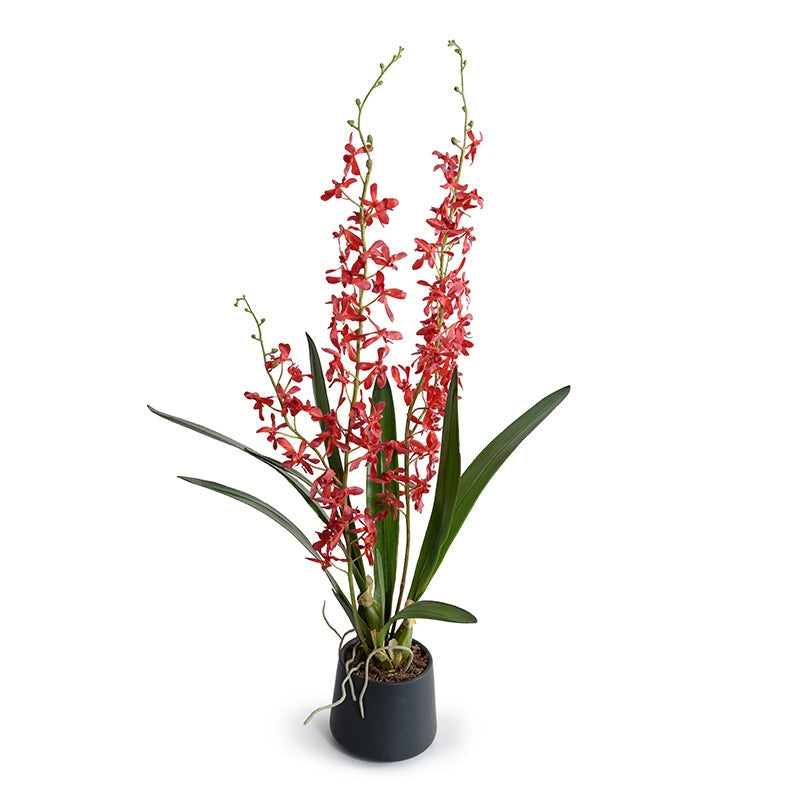 Arachnid Orchid 36"H