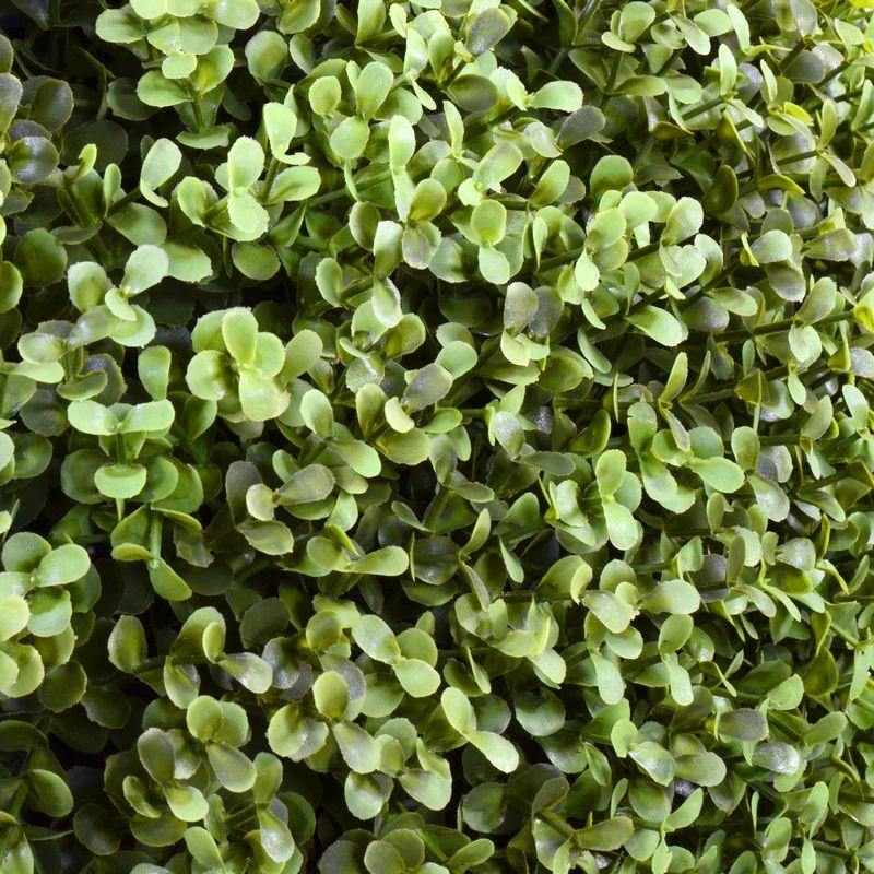 Boxwood Hedge, 62"