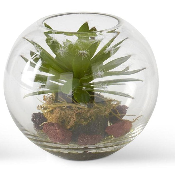 Round Glass Succulent Terrarium