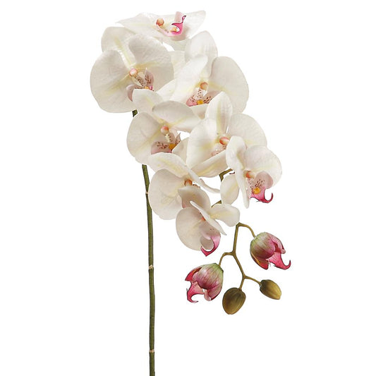Phalaenopsis Spray 31"