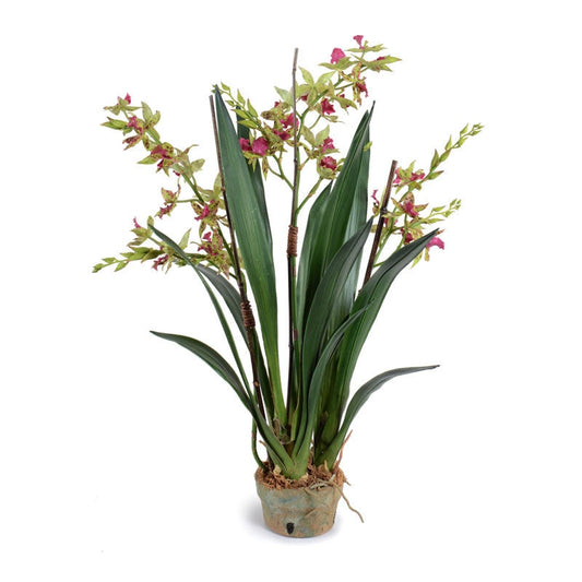 Cymbidium Orchid 29"