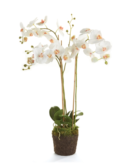 Multi-Stem White Phalaenopsis Orchid Drop-In