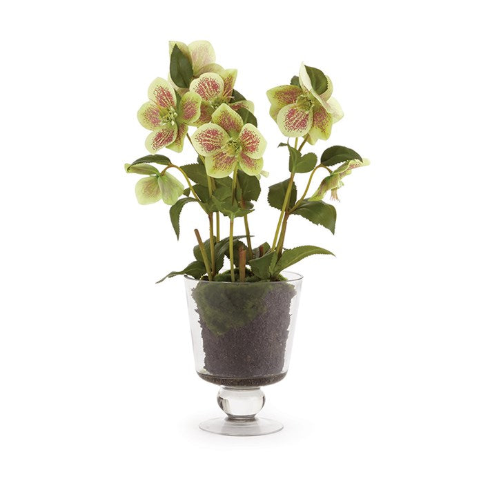 Hellebores Arrangement in Urn