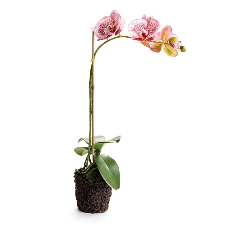 Speckled Pink Phalaenopsis Drop-in, 21"