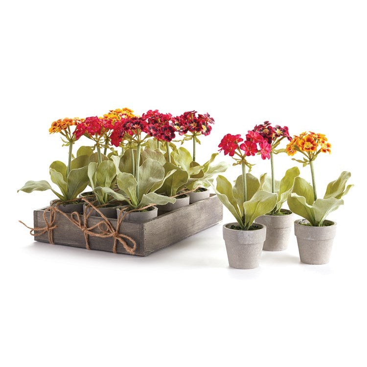 Mini Primula Potted