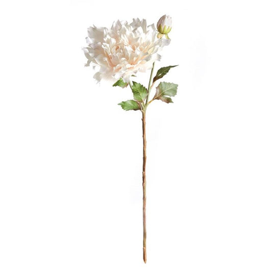 Dahlia Stem