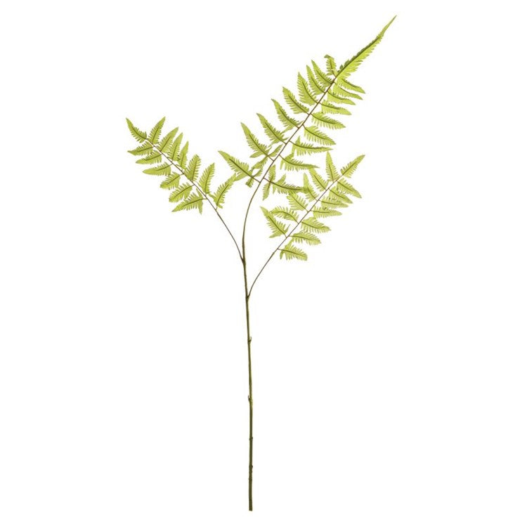 Bracken Fern Stem