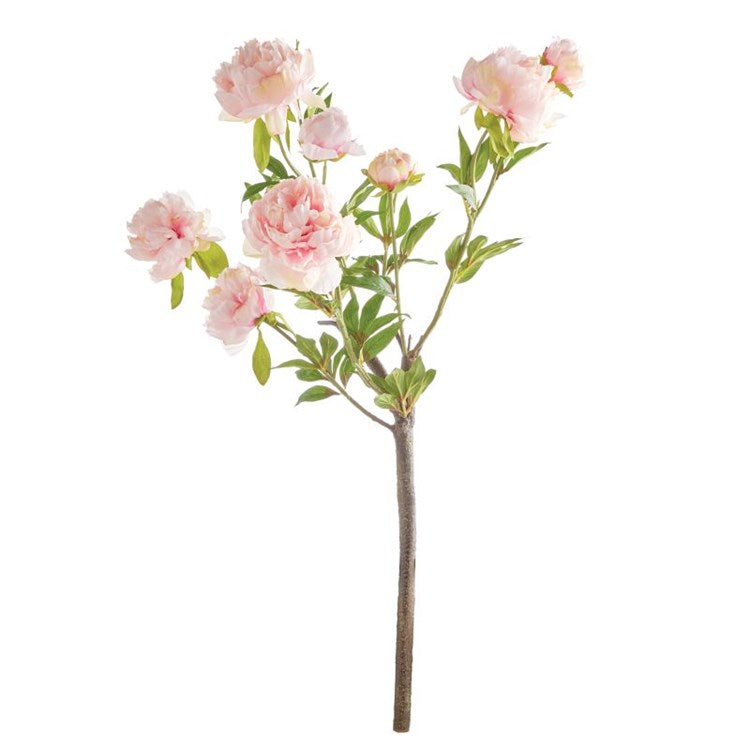 Peony Branch