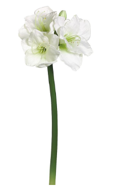 Amaryllis Spray - White 29"