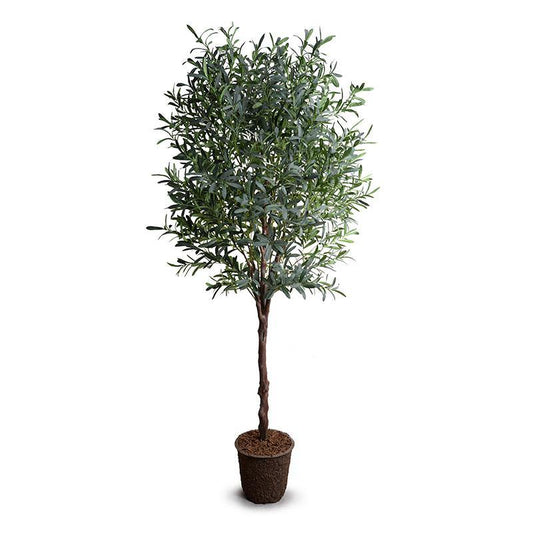Olive Tree - 8'