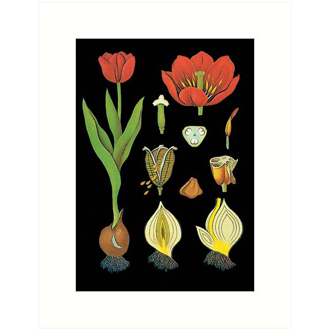 Tulip Greeting Card