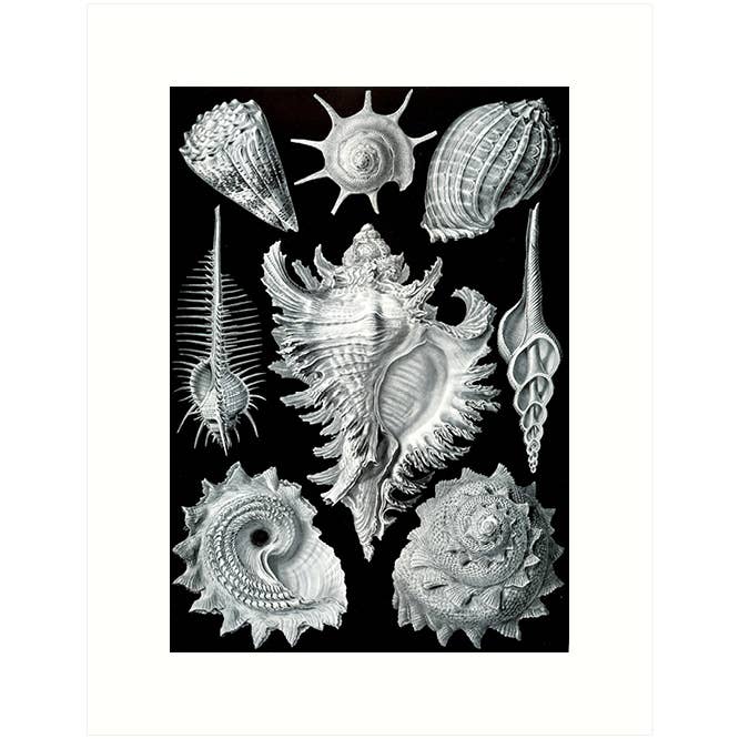 Haeckel 53 | Blank Card