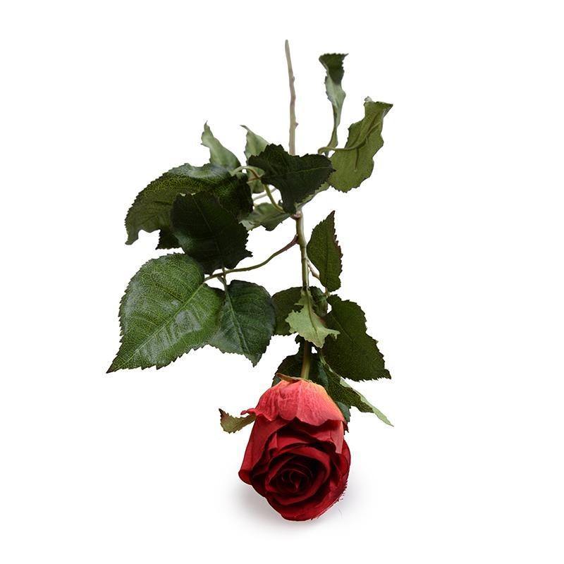 Rose Stem, Red