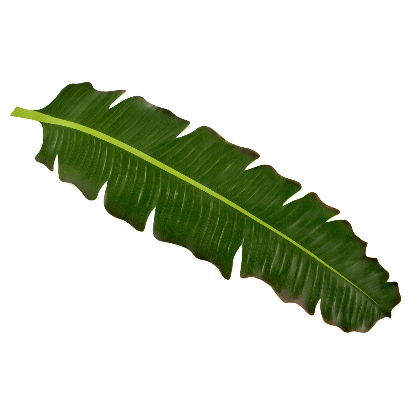 BaliHai Runner (fern)